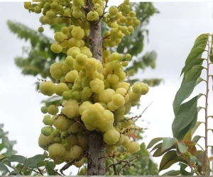 Fruit 1