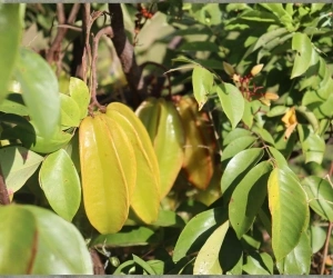 Fruit 10