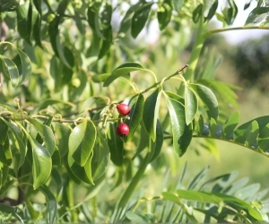Fruit 11
