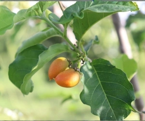 Fruit 12