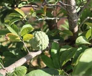 Fruit 13