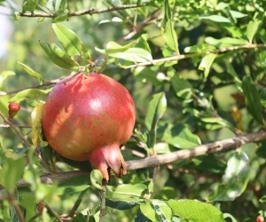 Fruit 14