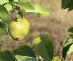 Fruit 15