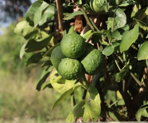 Fruit 16