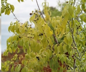 Fruit 17