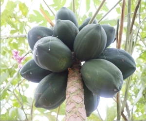 Fruit 18