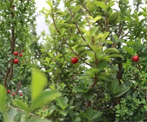 Fruit 2