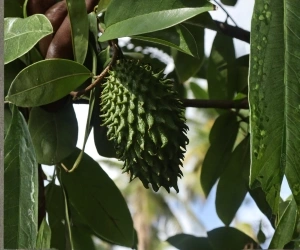 Fruit 3