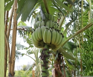 Fruit 4