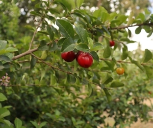 Fruit 5