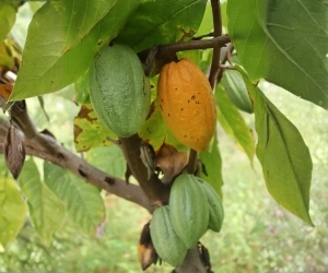 Fruit 6
