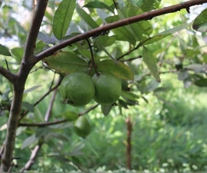 Fruit 7