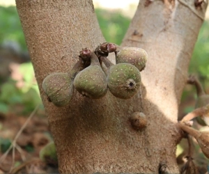 Fruit 8