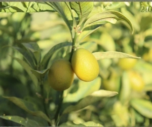 Fruit 9