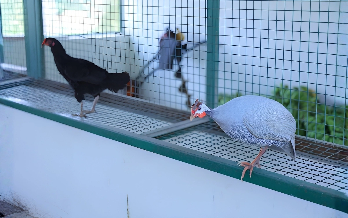 Poultry Farming